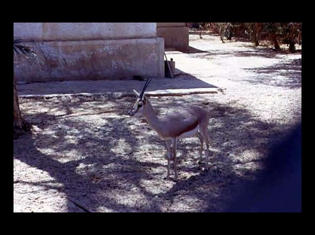 GAZELLE A EL OUED