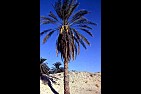 SAHARA