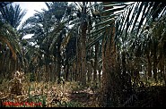 PALMERAIE TOUGGOURT