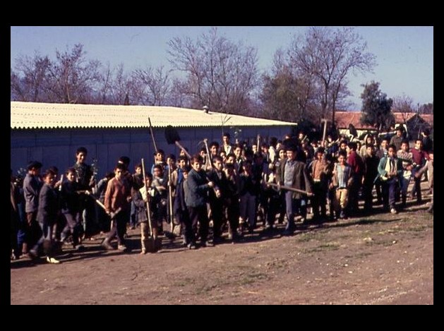 CAMPAGNE DE L'ARBRE EN 1967