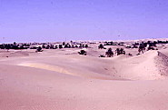 NAKHLA EL OUED