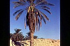 SAHARA