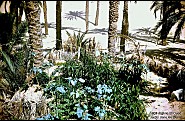 EL OUED
