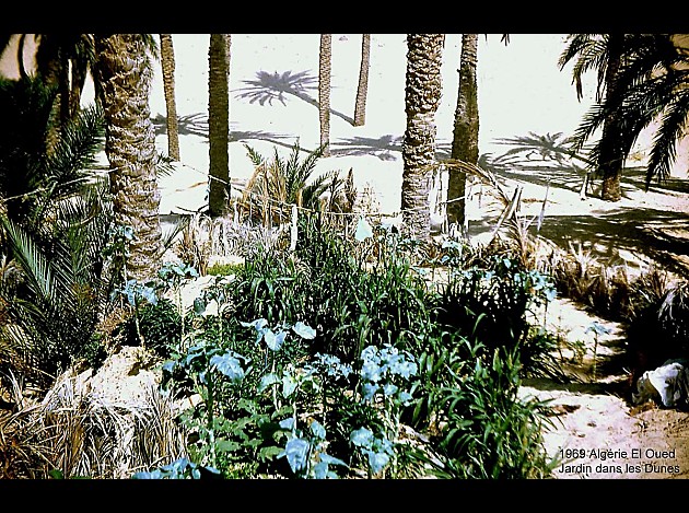 EL OUED