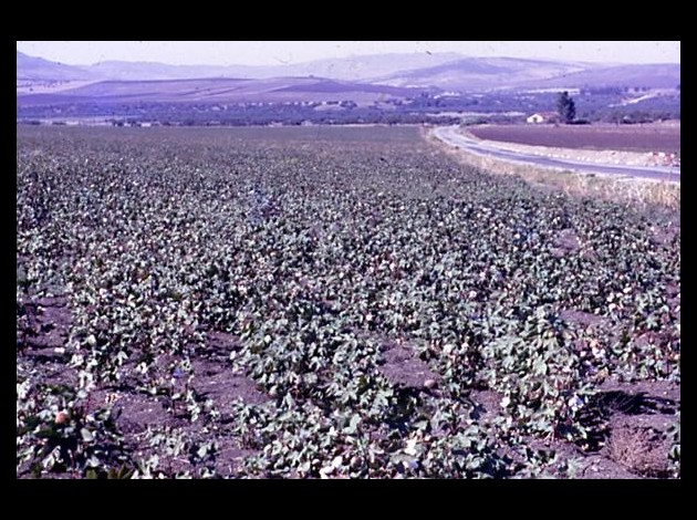 REGION D'EL ARROUCH